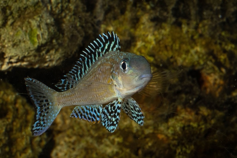 Xenotilapia papilio 'Tembwe Deux'